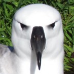 Nightingale Island
