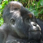 Gorila horská (Gorilla beringei beringei)
