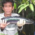 Borneo - národný park Danau Sentarum
