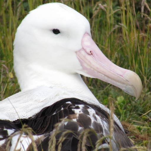 Albatros sťahovavý (Diomedea exulans),