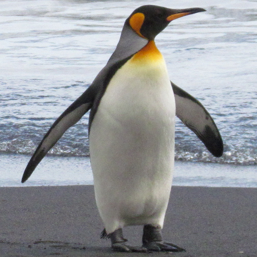 Tučniak kráľovský