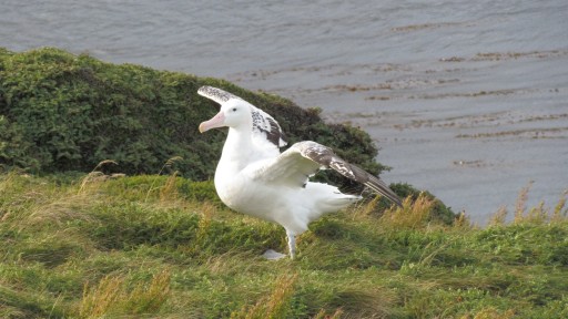 Albatros sťahovavý (Diomedea exulans)