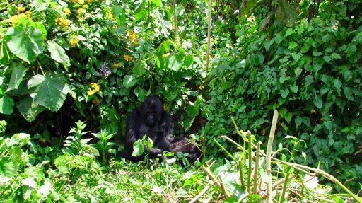Prvý pohľad na skupinu goríl v konžskom národnom parku Virunga