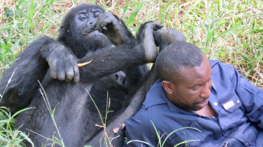 Mladé gorily v sirotinci Senkwekwe udržujú so svojimi opatrovateľmi celkom intímne vzťahy...
