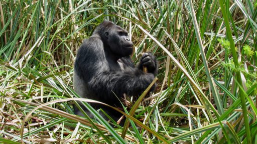 Gorila nížinná východná (Gorilla beringei graueri)