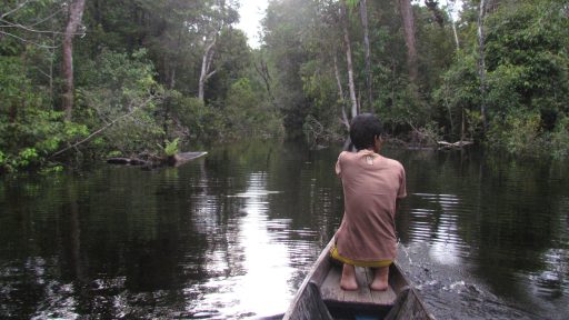 Borneo, Indonézia - jazero Sentarum